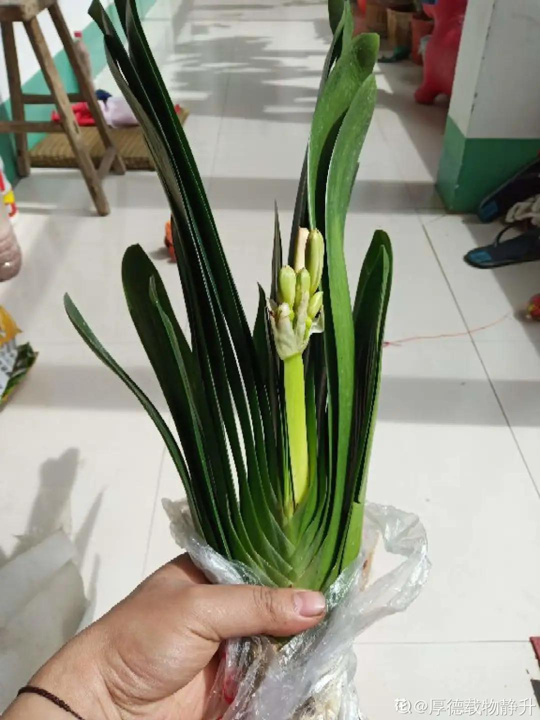 夏天养几盆水培花，清凉又干净，只用水就爆满根，叶子绿得直冒油