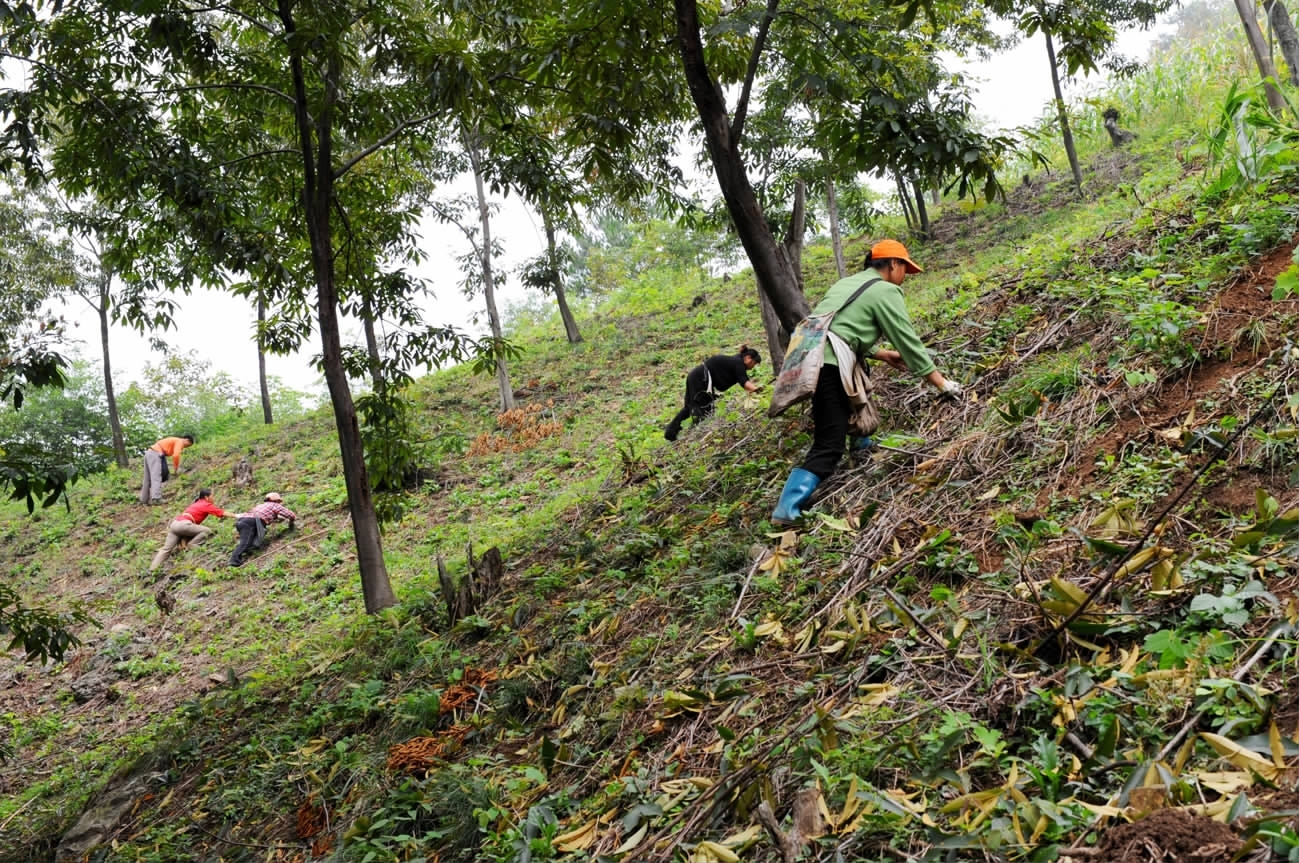 临安山野小核桃,临安高山山核桃