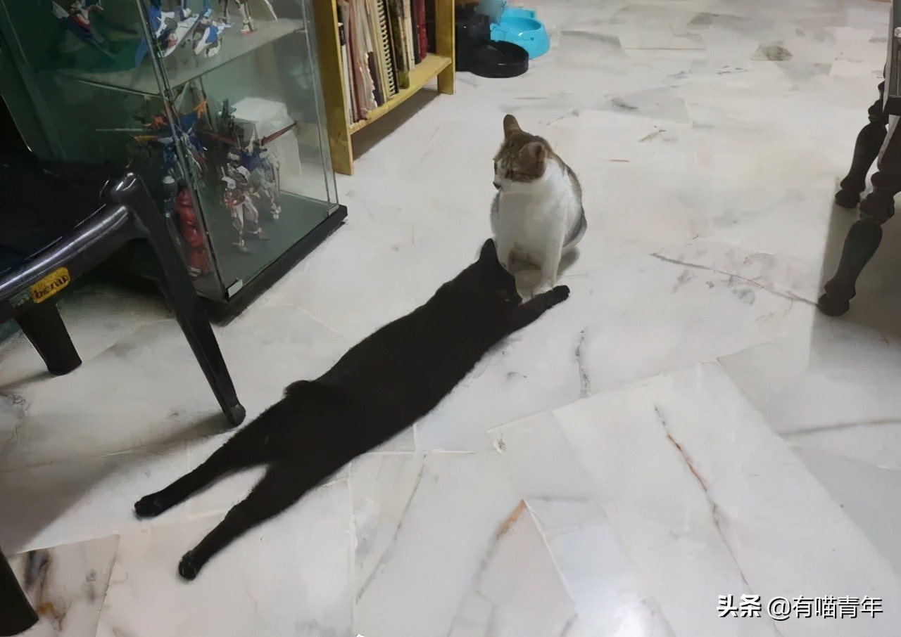 橘猫为什么是魔鬼,橘猫的恐怖之处