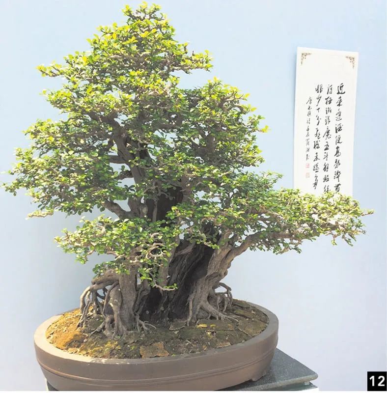 盆景修行,学习盆景技术最好的书