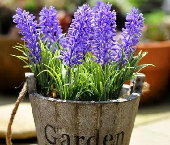 薰衣草怎么养开花图片,薰衣草怎么养最好