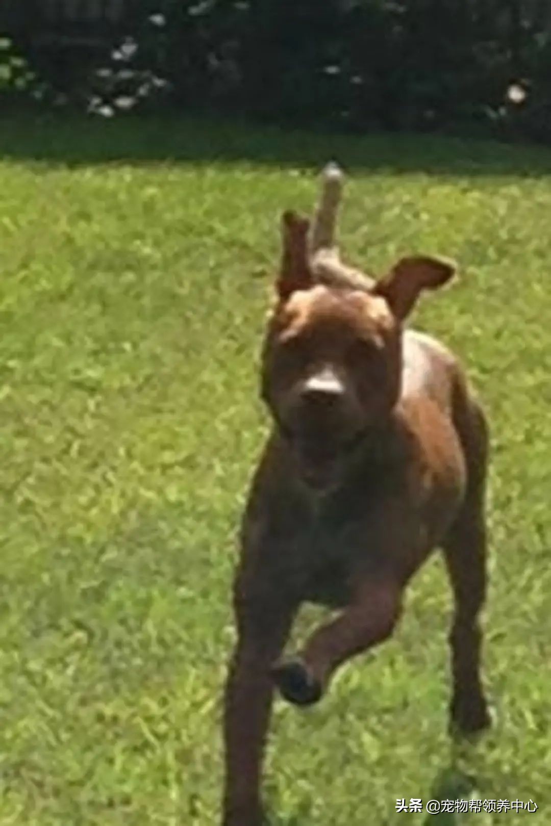 狗狗脑袋上长脓包是什么病,狗狗犬瘟头肿