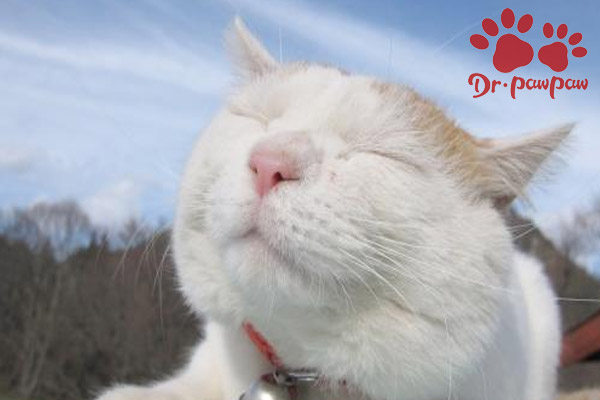 猫咪鼻子堵住了是感冒了吗,无毛猫鼻子有点堵是感冒了吗