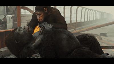 鹦鹉为什么会模仿人说话动画视频,为什么鹦鹉能模仿那么多声音