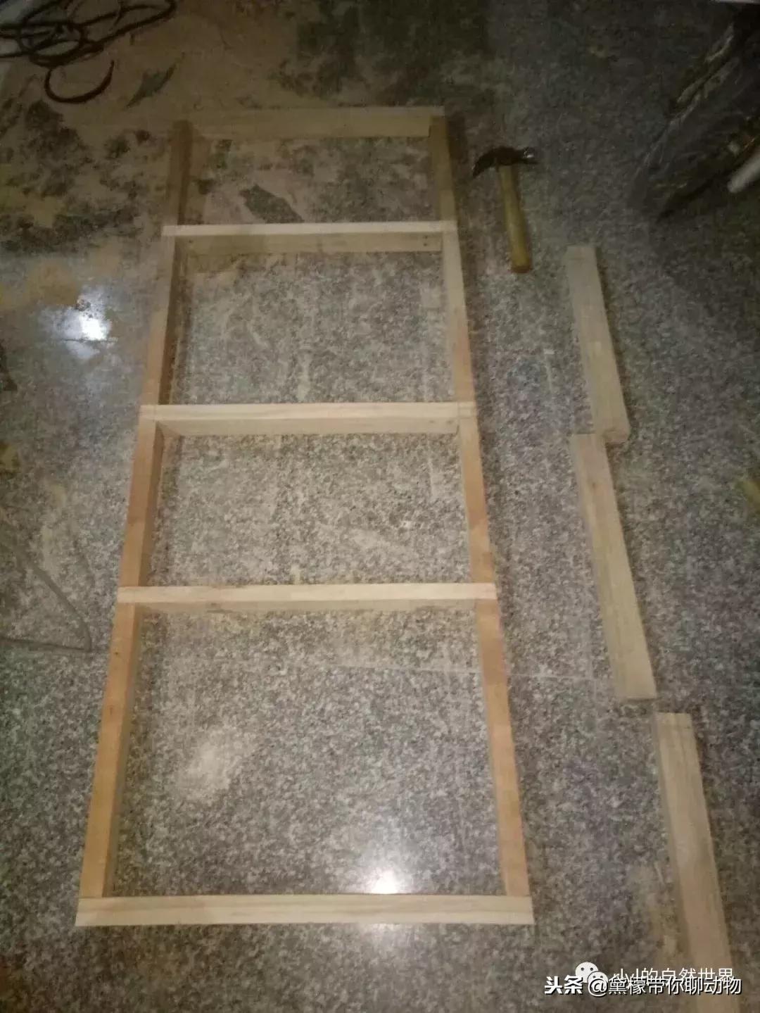 丛林造景黄缘龟池设计图大全,龟宝宝黄缘龟生态缸造景教程