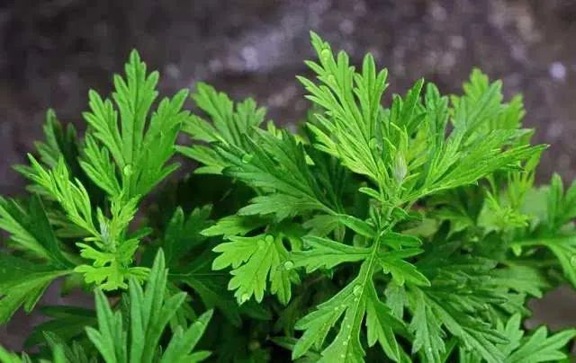 艾草糯米青团对身体好吗,清明前后吃艾草青团的功效