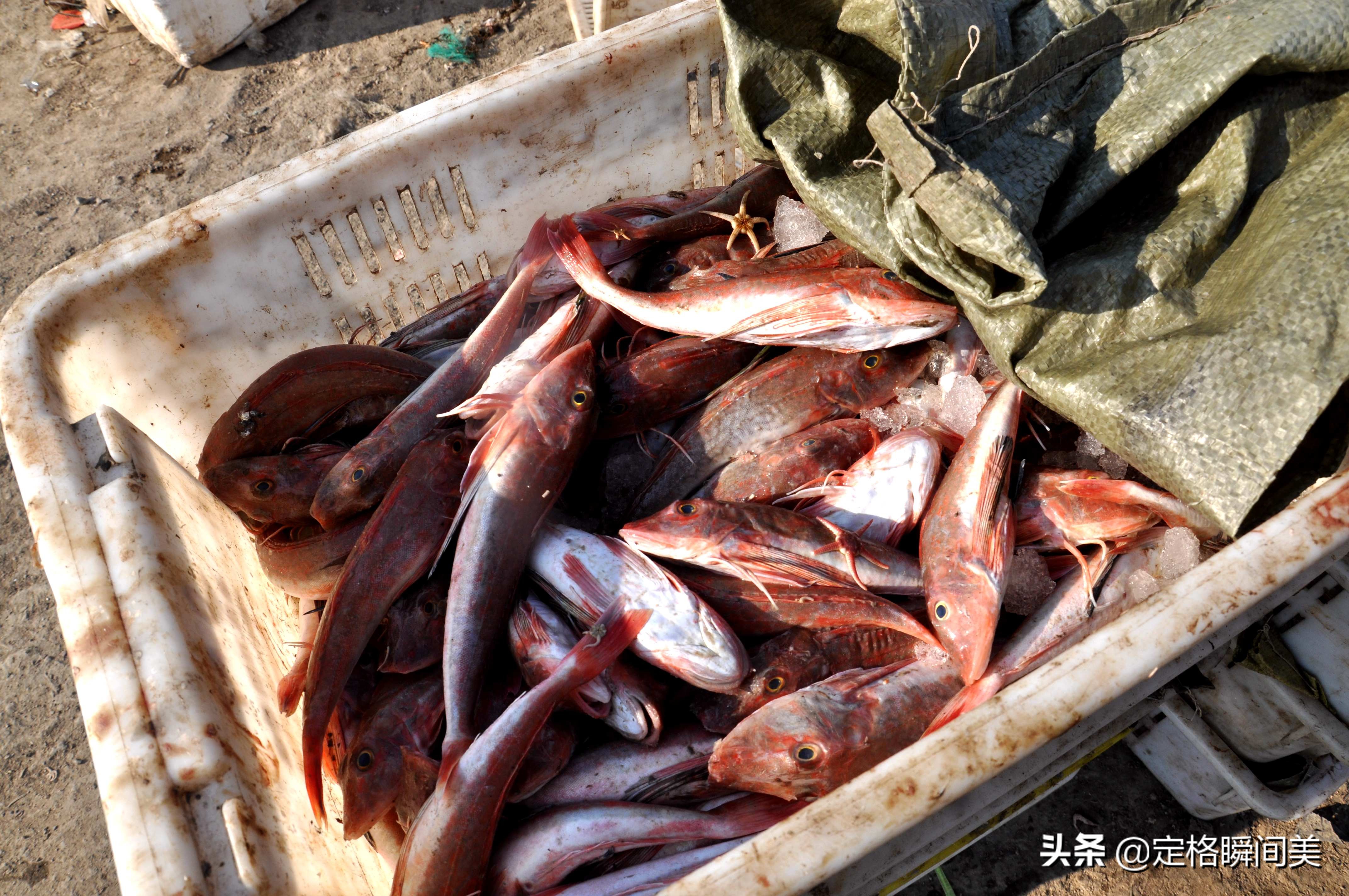 青岛小海鲜,青岛码头小海鲜价格
