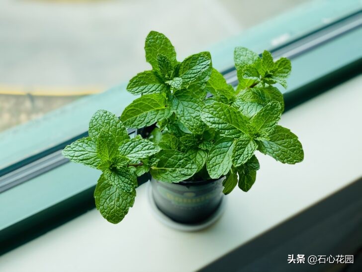 家里花草泥土怎么杀菌除虫,家里种花小黑虫怎么消灭最彻底