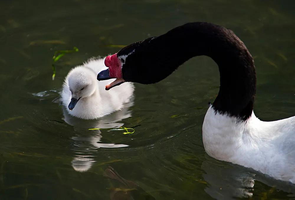 津门网司徒志文:广州动物园——黑颈天鹅