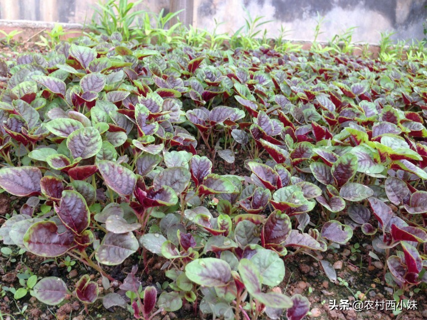 露天蔬菜种植怎样使用防虫网,蔬菜种植技术知识大全