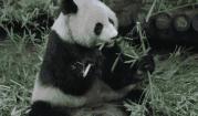 外国为什么喜欢熊猫,你不知道外国人有多喜欢中国美食