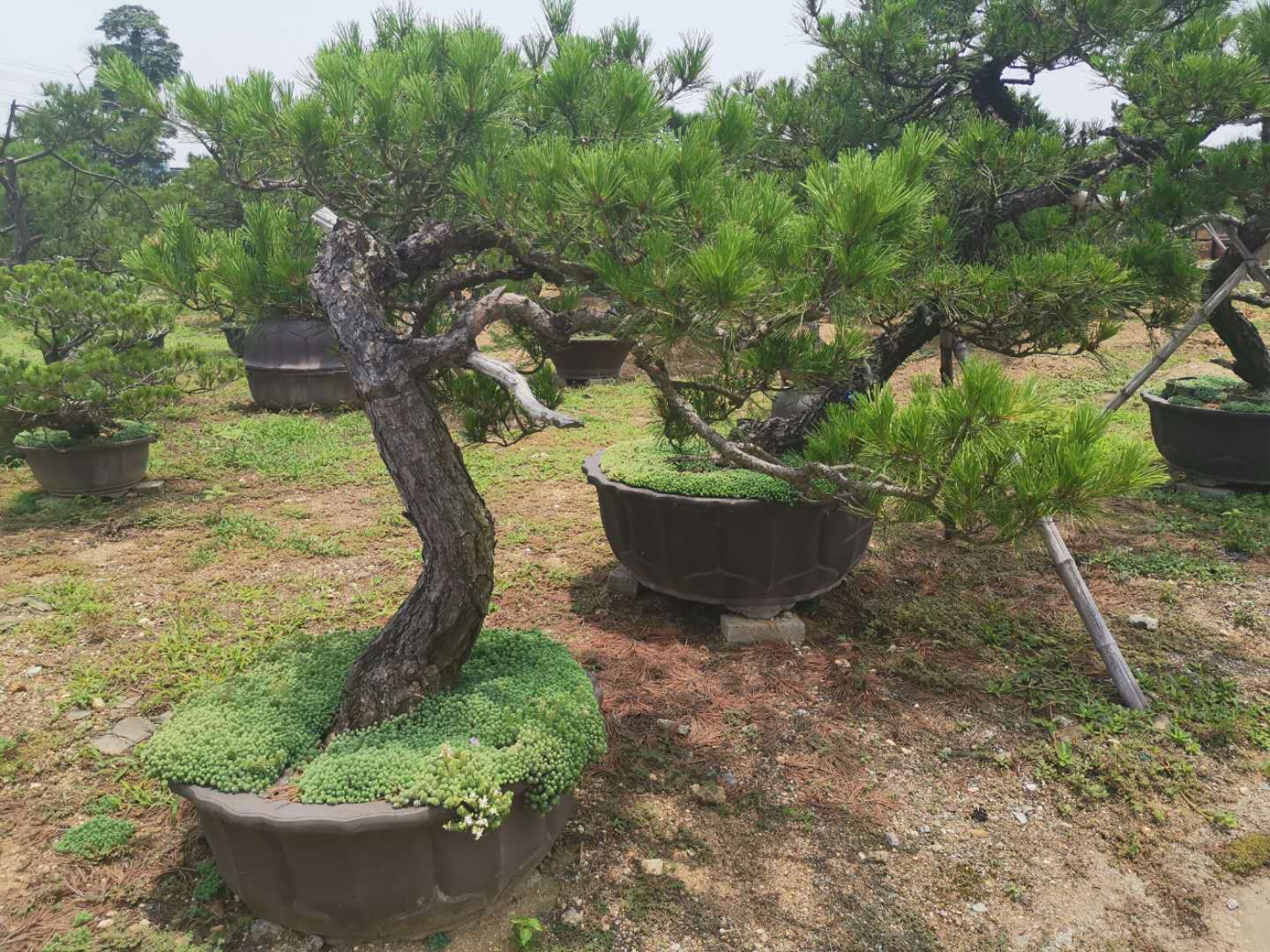 叹为观止自然风景,叹为观止高清图