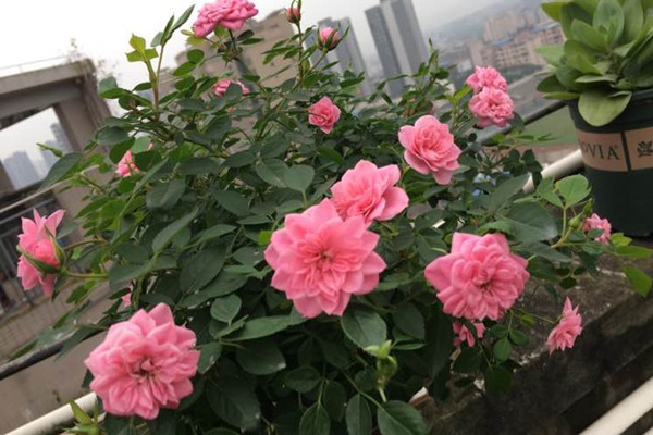 微月“恋人印记”花色非常的多变，一株花上同时出现多种花色