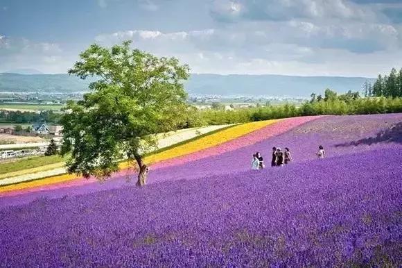 日本旅游吃饭攻略,日本游美食必购清单