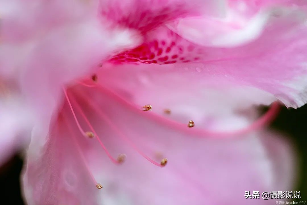 近摄镜拍微距,近摄镜测评视频