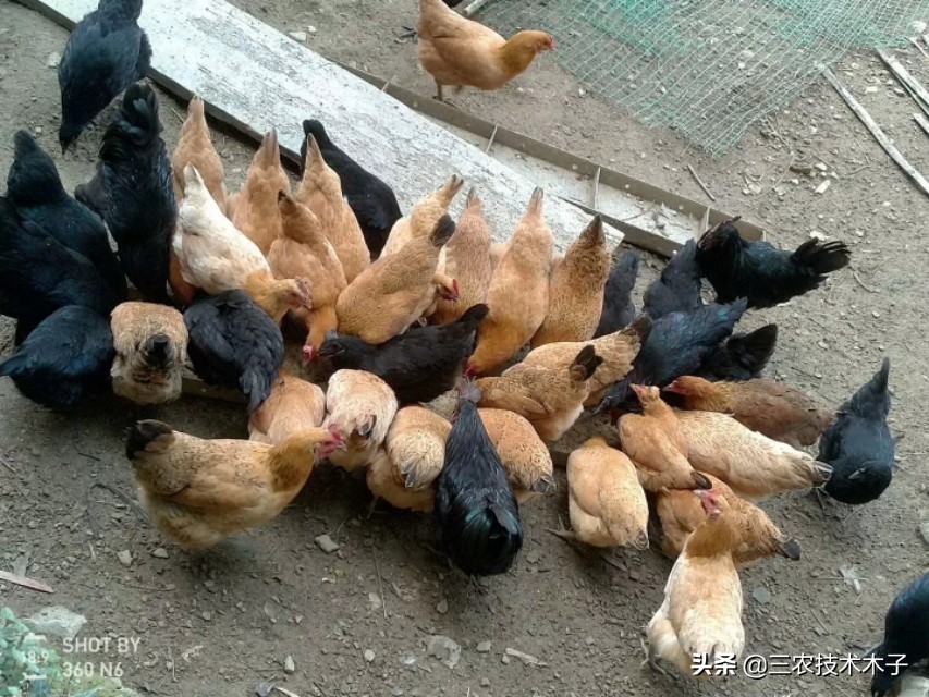 发霉的饲料对鸡的危害,发霉鸡饲料怎样处理还可以喂鸡