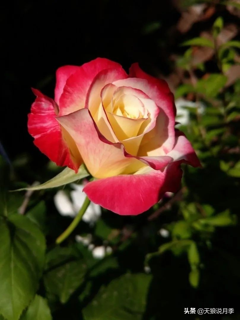 月季怎么抹芽最好,月季的抹芽方法