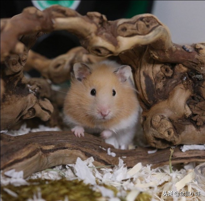 新手养仓鼠常遇到的8大问题