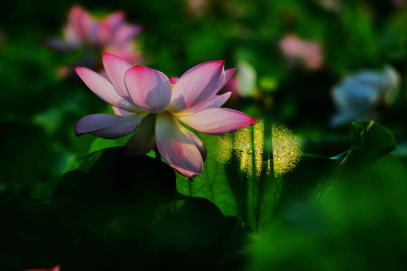 常德，那些惊艳夏日的荷花