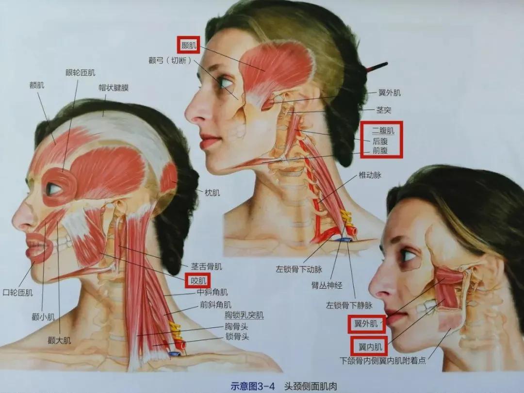 下颌关节紊乱颌垫治疗会变形吗,颞下颌关节紊乱会导致面部变形