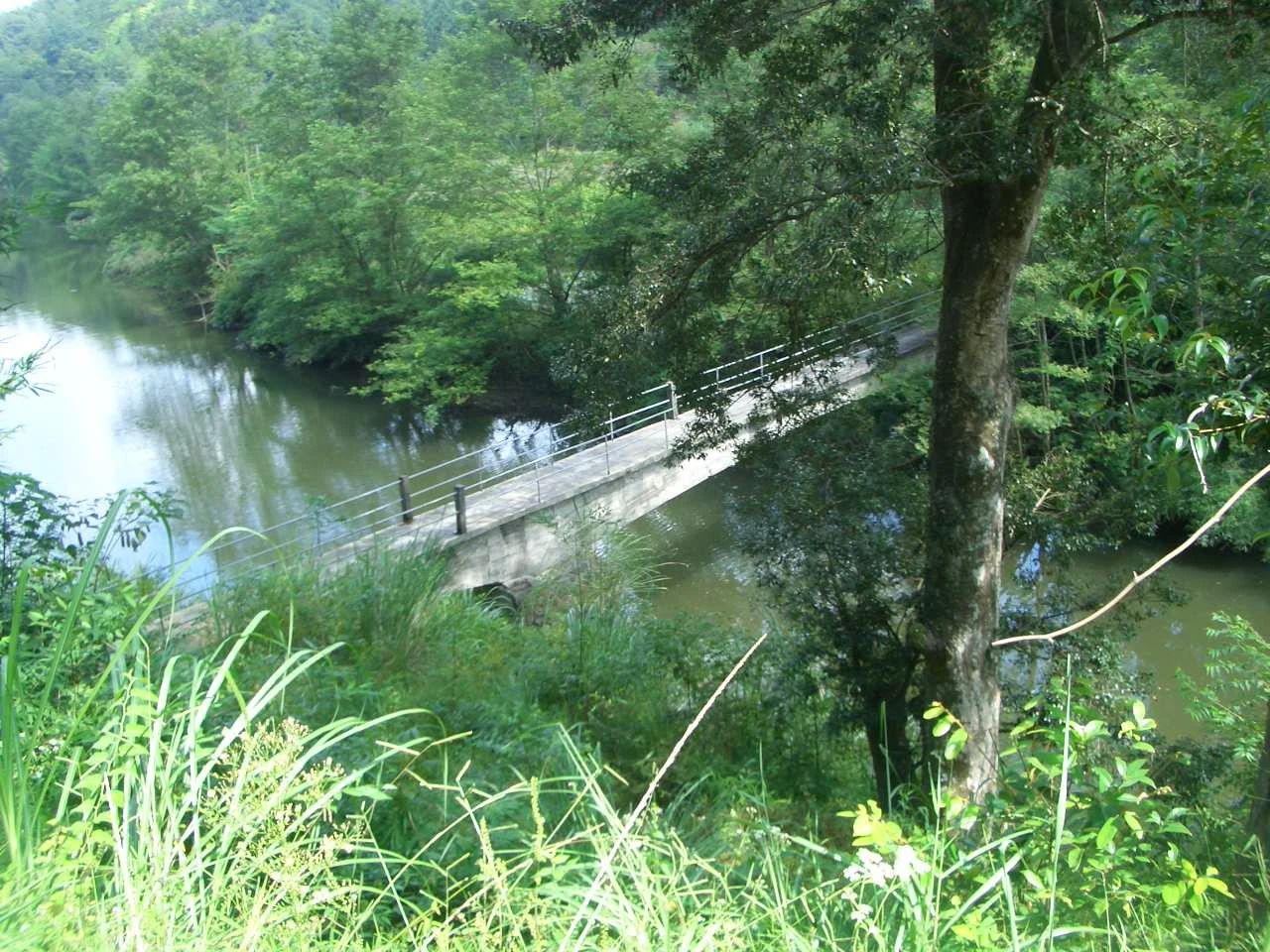 短篇小说丨河树下