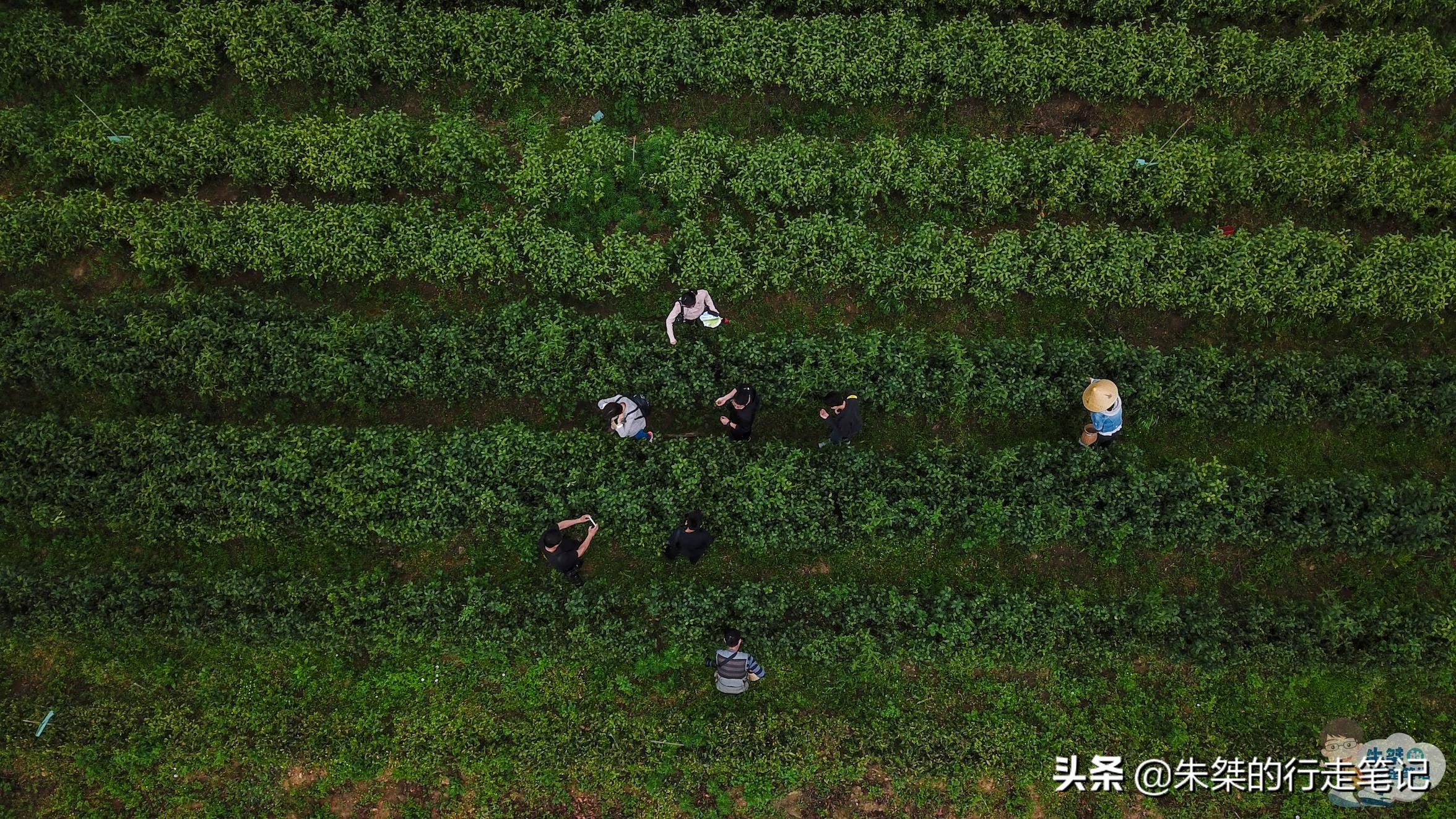 安徽石台体验不一样的自然风光,石台县原始森林