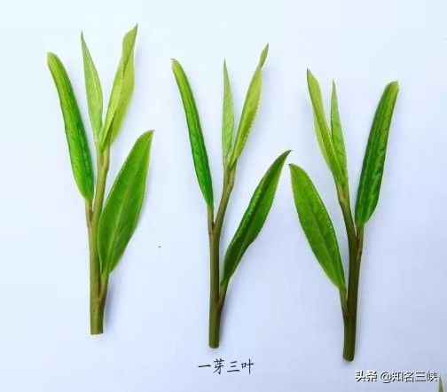 摘春茶的正确方法,又到春茶采收季