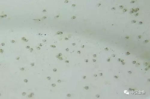 金鱼要配对繁殖吗多久可以繁殖,家庭养殖的草金鱼能自然繁殖吗