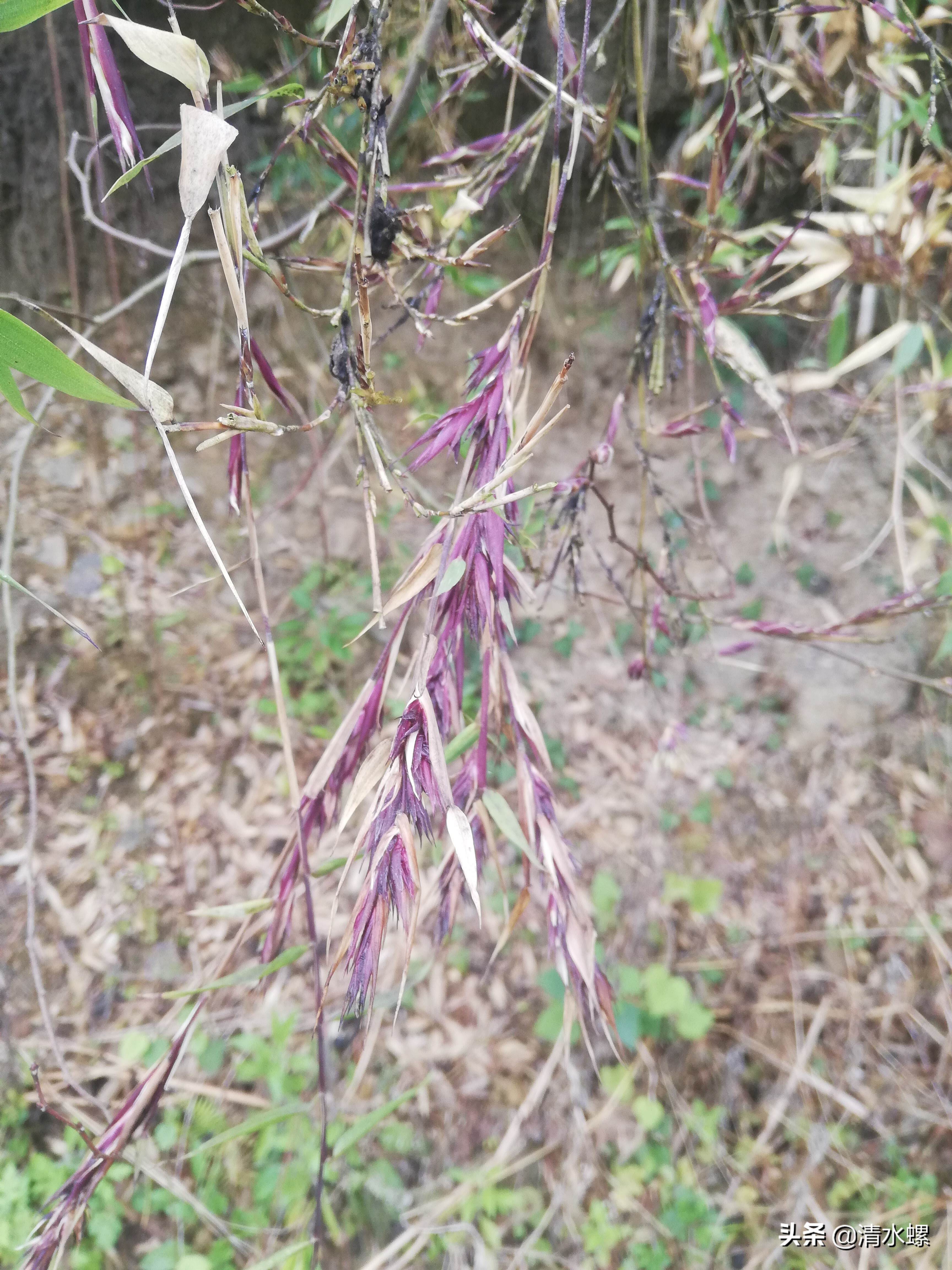 竹子开花意味着什么征兆,竹子开花预示着什么好兆头