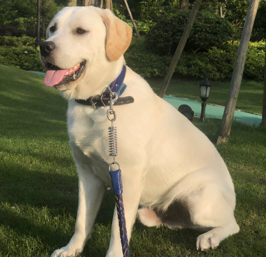 拉布拉多身体发抖是怎么办,拉布拉多总是发抖怎么回事