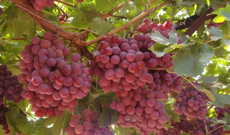 要脸?撕毁一带一路协议后,澳大利亚想终止另一合约,中国出手了