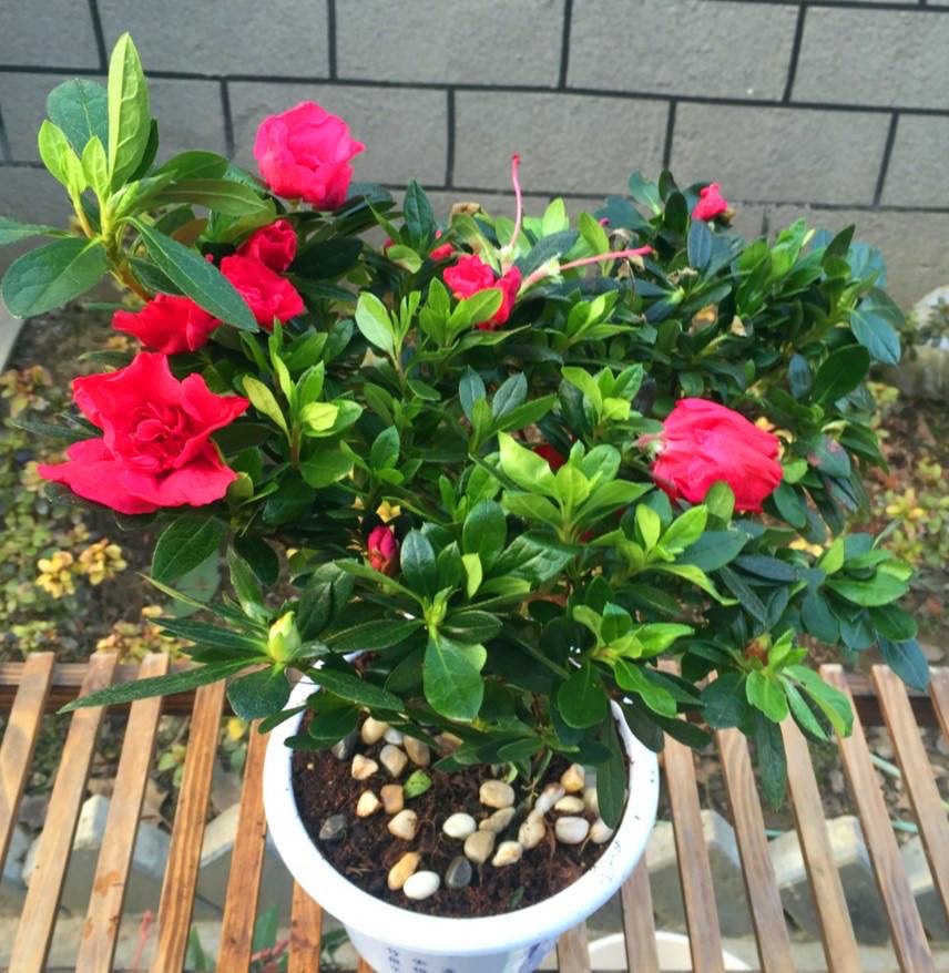 养杜鹃花的妙招,养杜鹃花的知识与技巧简单