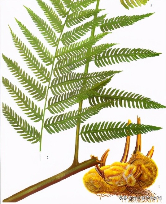 狗脊贯众中药,狗脊中药图片