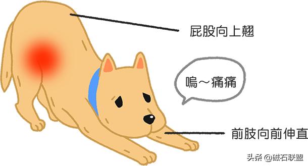 80-90天金毛吃饭拉肚子怎么回事,金毛吃太多闹肚子