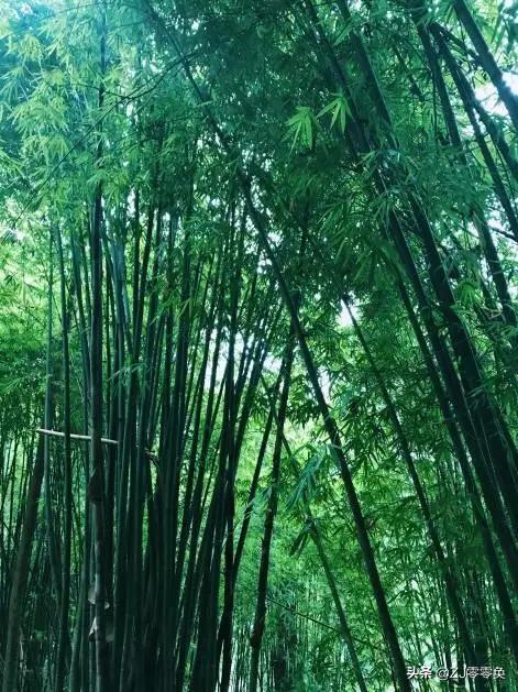 成都周边爬山的好地方人少免费,大年初一成都周边登山游一日游