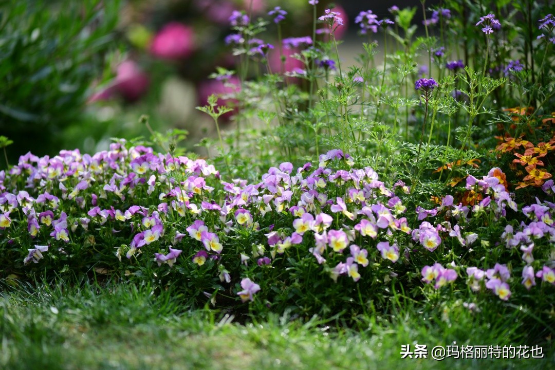 徒长花草怎样处理,徒长的树木怎么处理
