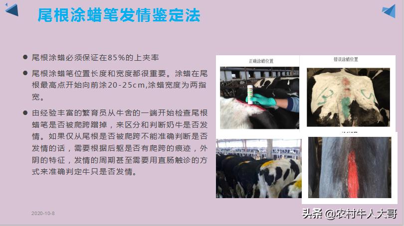 奶牛产后子宫净化保健实施方案ppT课件