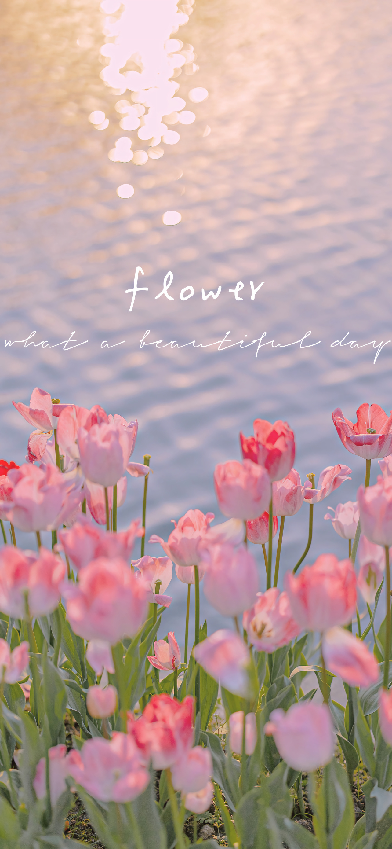 好看的壁纸少女心小熊,粉色小花白色小熊壁纸