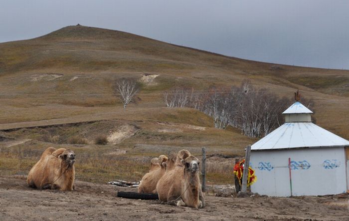 国庆节乌兰布统草原怎么样,乌兰布统草原之旅近期