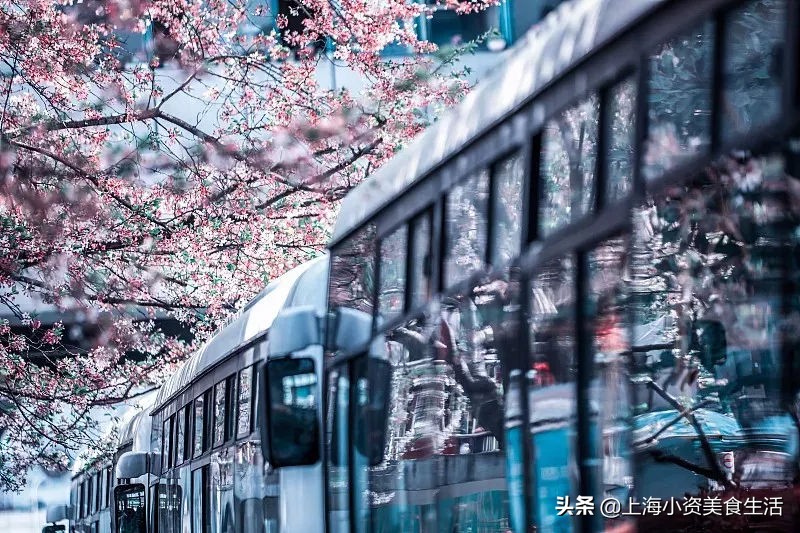 顾村公园一年一度赏樱,顾村公园赏樱点