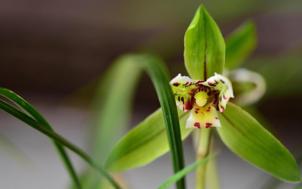 客厅高档上档次兰花盆,仿真兰花高档上档次