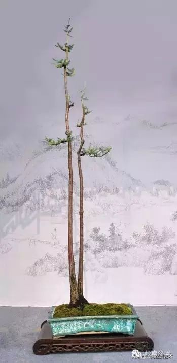 素仁格与文人树，你怎么看？