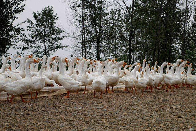 养种鹅下蛋为啥不挣钱,沙漠引进2000只大鹅除杂草