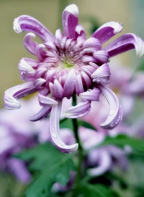 中国十大名花惊艳千年,中国十大名花美极了