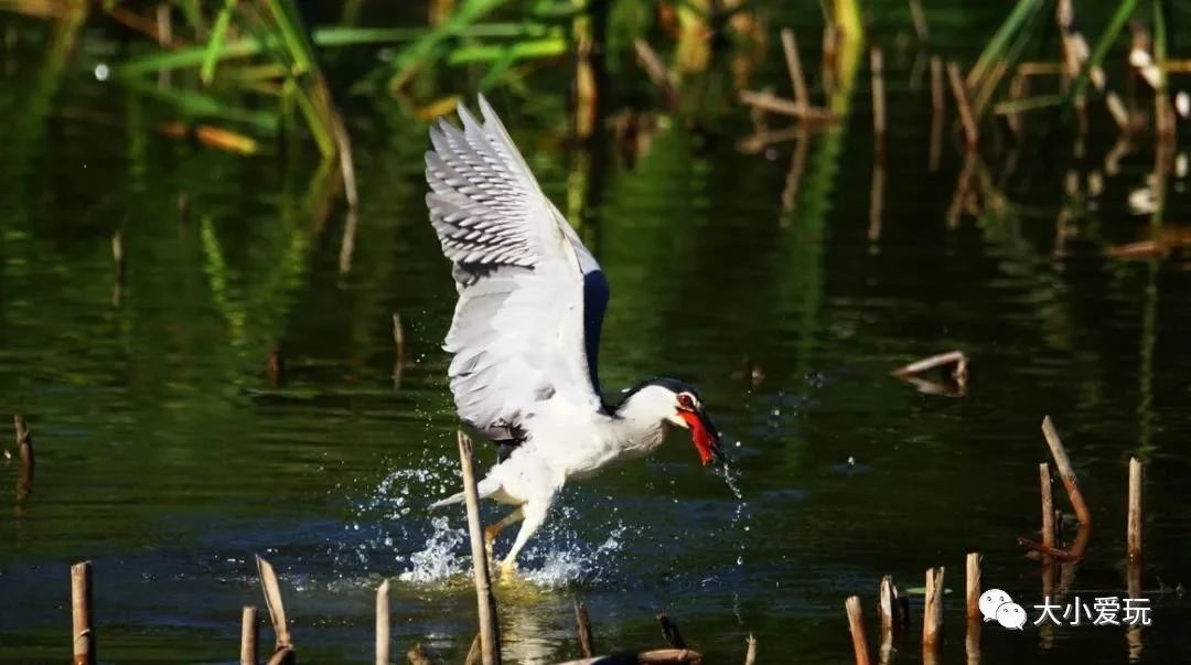 北京适合踏春旅游景点,北京春天看花的景点推荐