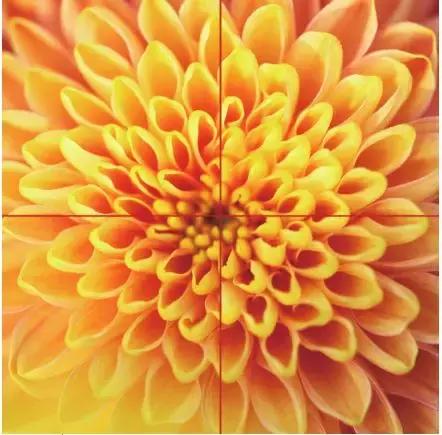 家养花卉摄影构图教程集锦,相机拍花卉拍照技巧和构图