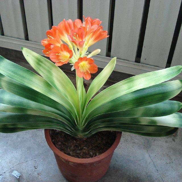 君子兰养护步骤与方法,君子兰喝了3种水疯长不停