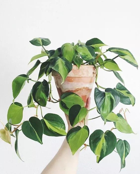 扦插的绿萝为什么黄叶烂根,水培绿萝出现黄叶烂叶问题