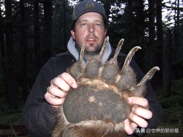 盛怒状态下的大棕熊，有“掌劈东北虎，脚踹非洲狮”的实力吗？