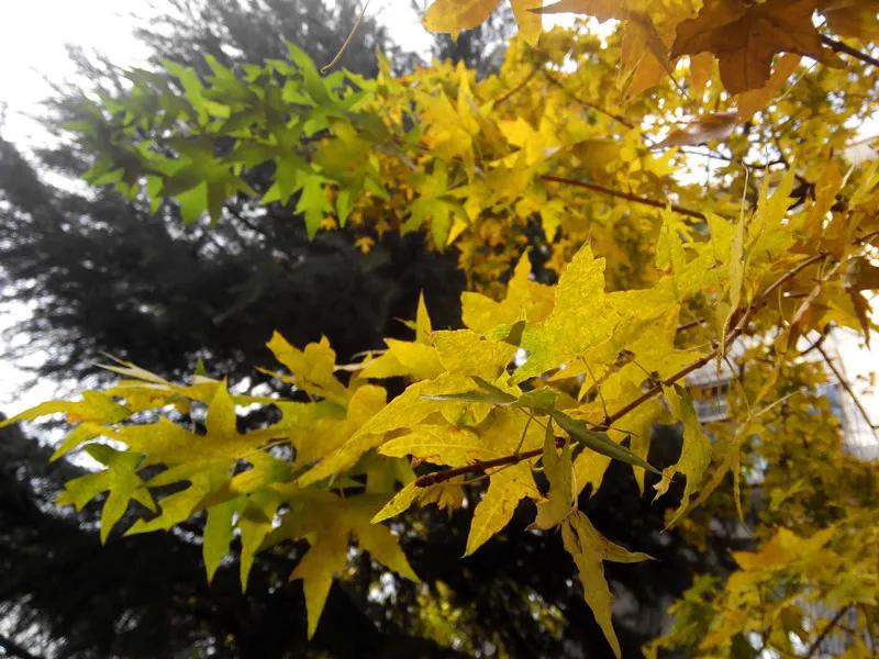 山师的秋天,济南山旅